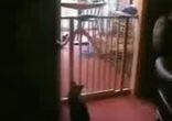 tupoi kot