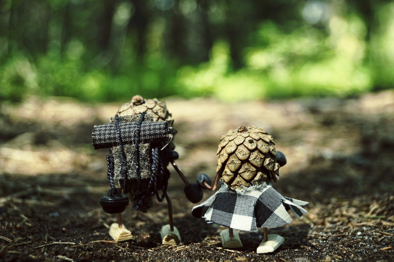 #ПутешествиеСосновойШишки часть 6