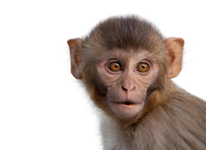 Гороскоп на рік Мавпи 2016 для всіх знаків Зодіаку
