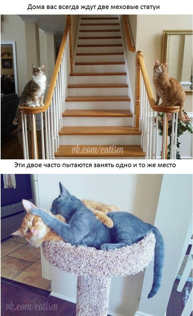 Владельцам 2 котов посвящается