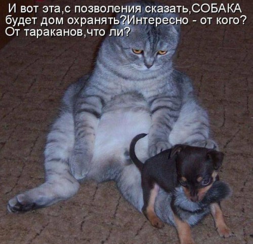 Пятничные котоматрицы