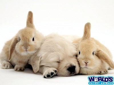 Веселые кролики