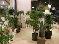 Где поставить горшки с цветами 