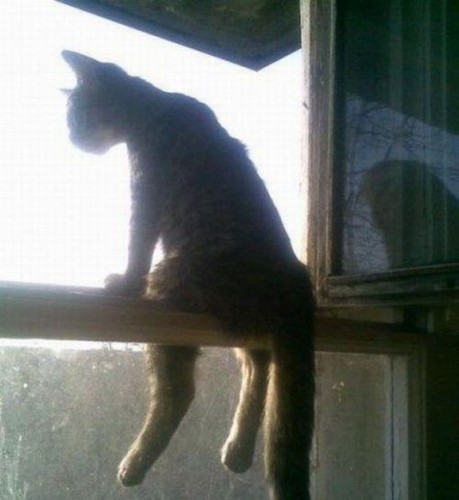 Вездесущие коты