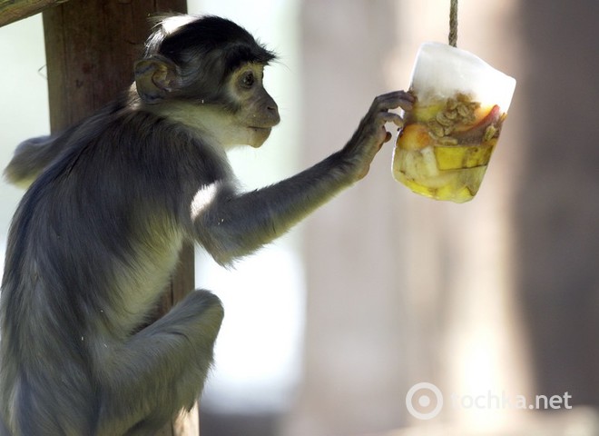 Мавпи ласують фруктами в льоду в зоопарку Риму