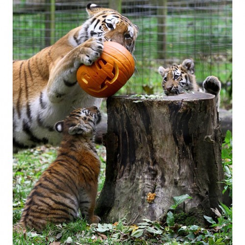 Зоопарки готовятся к Хэллоуину