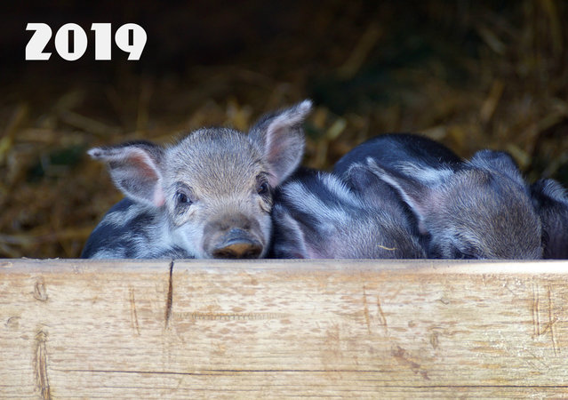Милые обои со свинками на 2019 год
