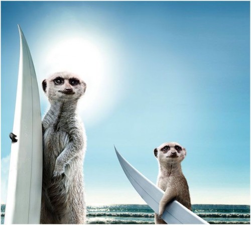 Спортивные миркаты-няшки