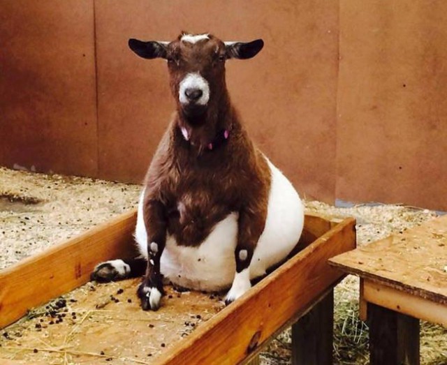 В ожидании чуда