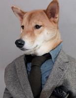 Menswear Dog Menswear Dog
