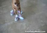 Собака в кроссовках
