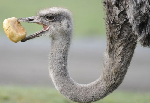 Диковинная фауна