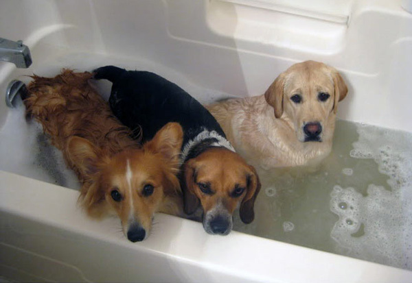 Собаки, которые "обожают купаться"