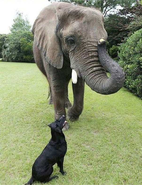 Собака и слон - лучшие друзья!