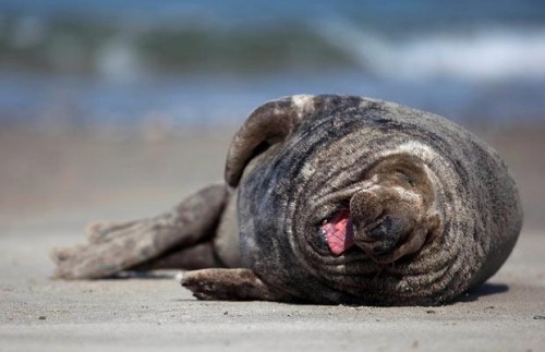 Охохо!! РЖУНИМАГУ