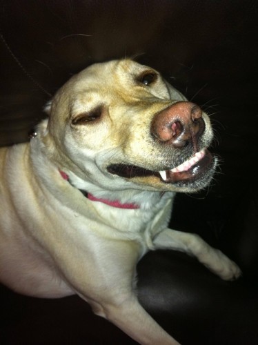 Тролли в жизни