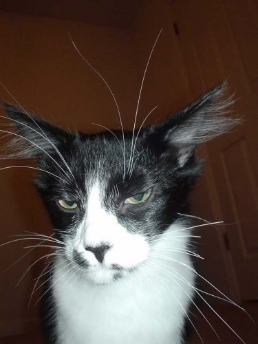 Работаю над стрессоустойчивостью