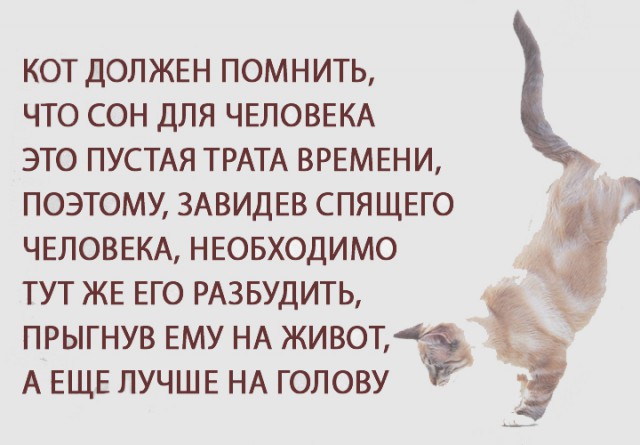 Правила жизни котов
