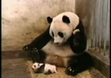 Панда испугалась
