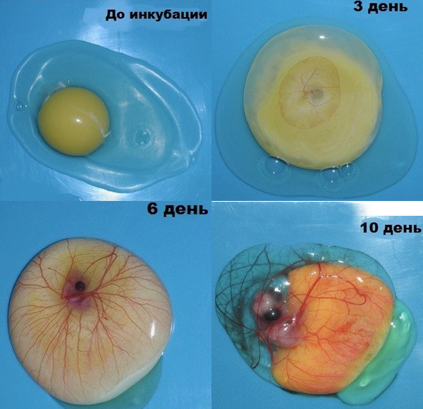 Не спешите вытирать разбитое яйцо