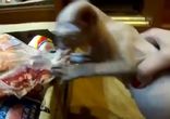 Отбери у кота мясо