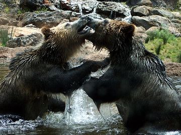 Як розважаються ведмеді грізлі: зйомка прихованою камерою