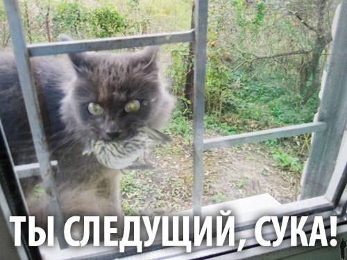 Ухажер моей котэ