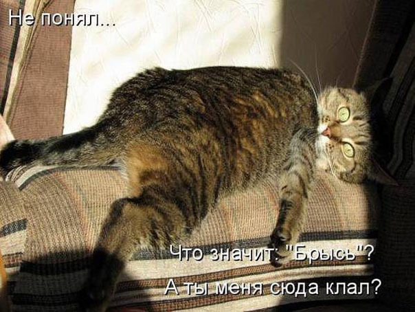 ТОП лучших котоматриц