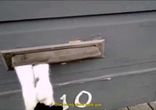 Кошак встречает почтальона