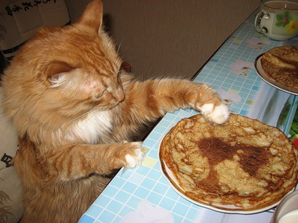 Котики и блинчики