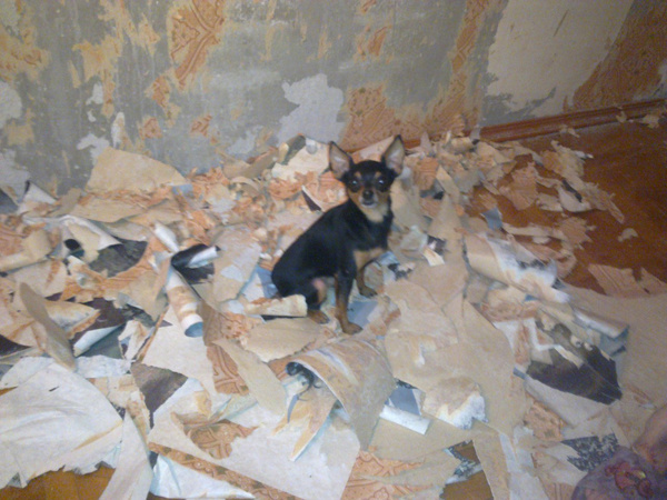 Я немного ПСИХАНУЛ