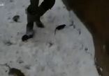 Собаки ловят крыс