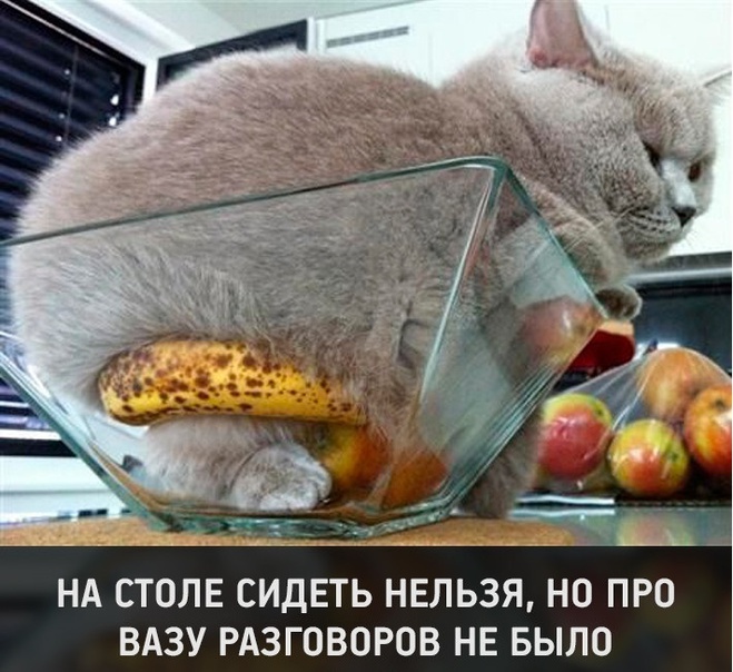 Котики и стол