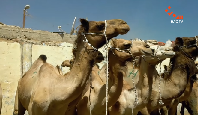 Почему не стоит кататься на верблюде в Египте: опыт ведущих тревел-шоу -  Tochka.net