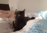 Кот услышал сигнал тревоги