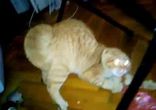 Кот боится цветов