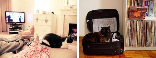 Кошки - лучшее украшение Вашего дома