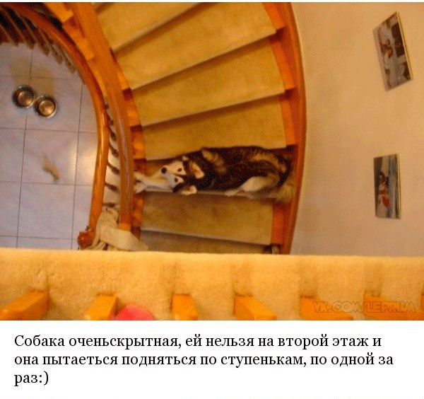 История одной идельной хаски