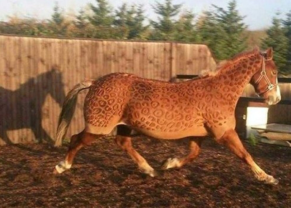 Уникальные лошади с дизайнерскими узорами