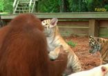 Orangutan Babysits Tiger Cubs