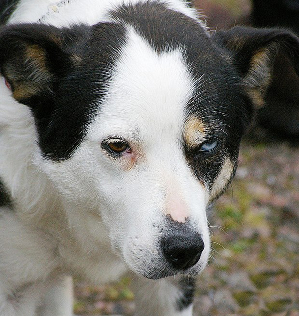 Тяжелое собачье утро