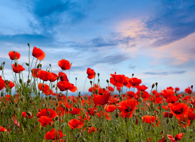 Какой праздник отмечают 22 июня