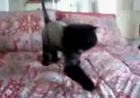Little lion kitty