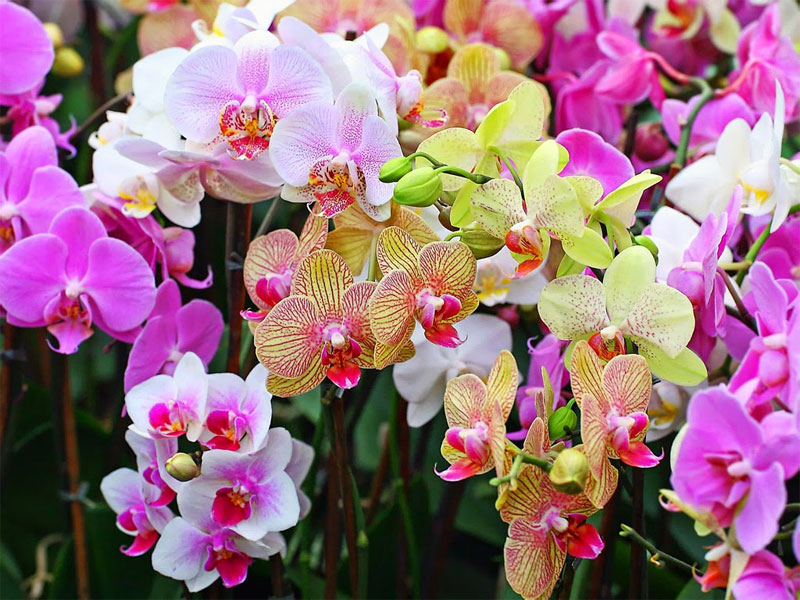 Как поливать правильно орхидею в домашних условиях
