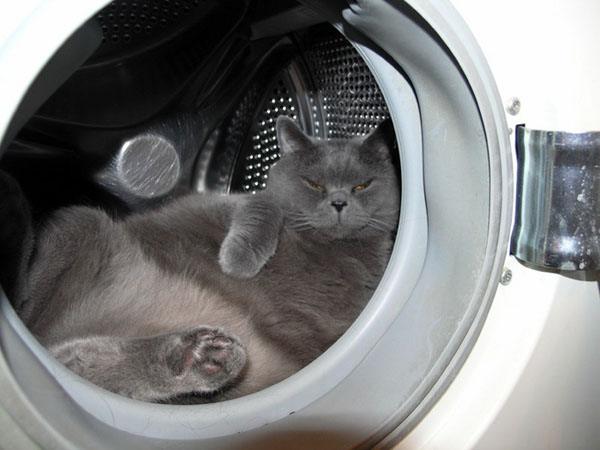 Котэ в стиральных машинках
