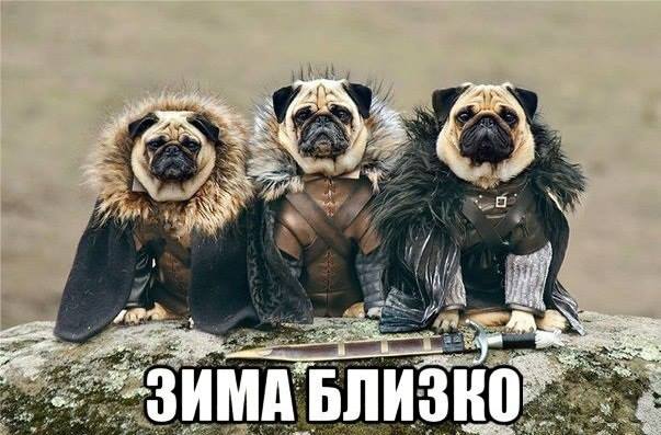 Собачки в шубках... Зима близко