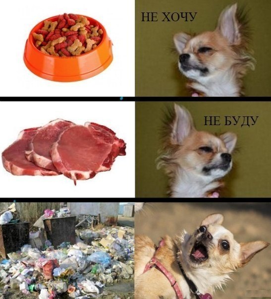 Нет, не хочу! Нет, не буду!