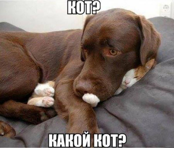 Кот? Нет, не слышал!