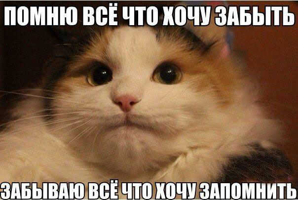 Мем с котом про память