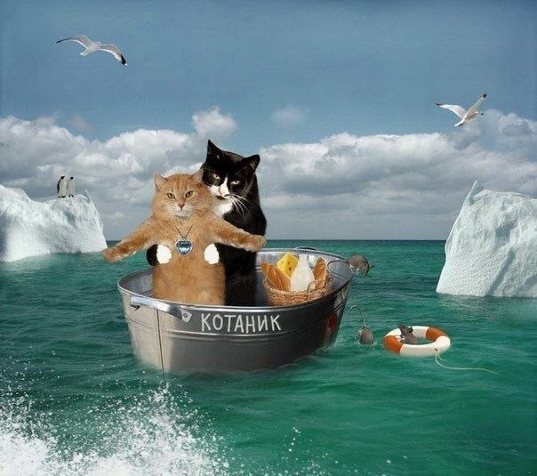 Прикольная картинка с котами "Титаник"